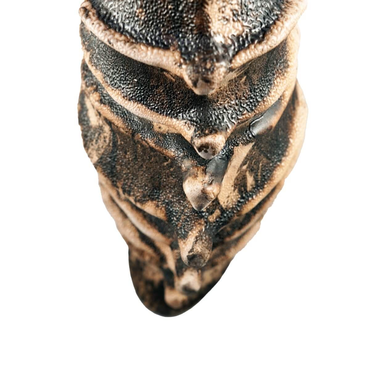 Bone series no. 3 - Bones collection raku ceramic pottery sculpture by Adil Ghani Unique Handmade ceramic pottery raku vases, urns, and home decor, sculptures, wall decor, gifts by Adil Ghani