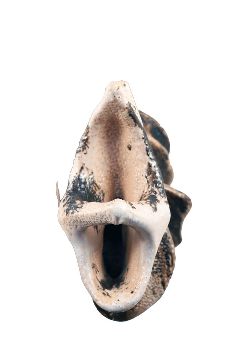 Bone series no. 5 - Bones collection raku ceramic pottery sculpture by Adil Ghani Unique Handmade ceramic pottery raku vases, urns, and home decor, sculptures, wall decor, gifts by Adil Ghani